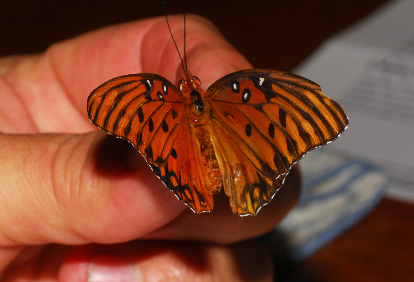 Agraulis vanillae gynandromorph Florida (Internet Image property of respective owner, non-commercial use only)
